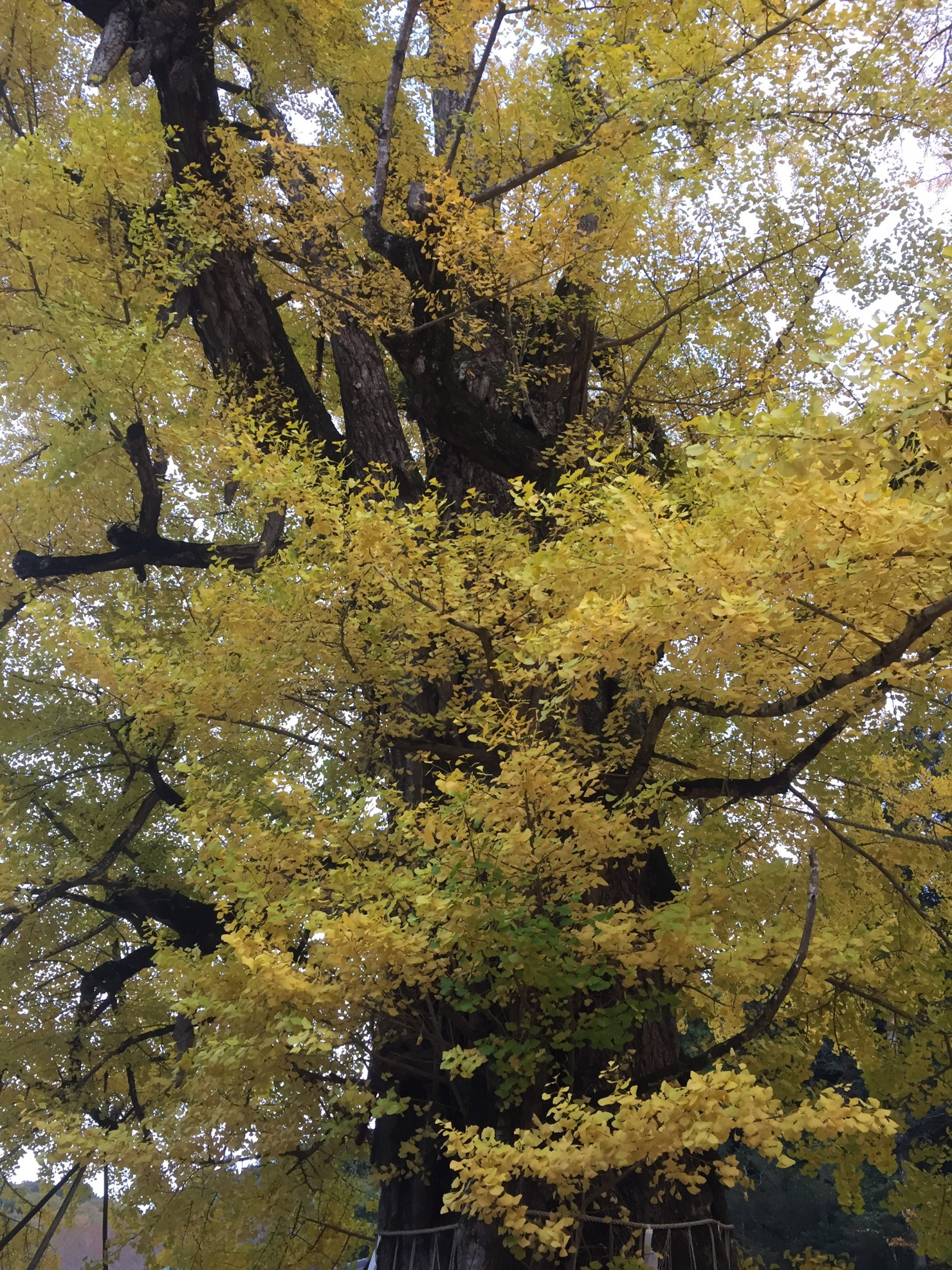 イチョウの木を見に行ってきました♪